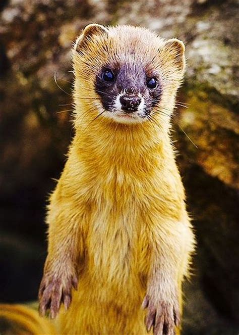 91 Best Images About Weaselly Weasels On Pinterest Trees Baby Otters