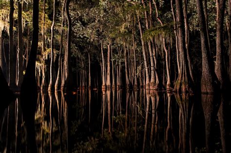 bayous and swamps of louisiana pailles cypress and tupelo tree night reflection in chicot lake