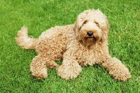 Sheamoisture curl and shine conditioner for thick, curly hair coconut and hibiscus to restore and smooth dry hair 13 oz. Labrador + Großpudel = Labradoodle › mydog365 Magazin