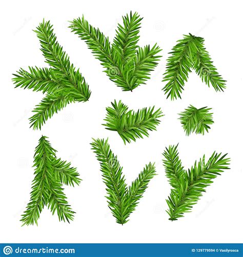 Set Of Fir Branches Christmas Tree Or Pine Branch Vector Evergreen