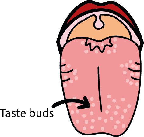 Taste buds contain the taste receptor cells, which are also known as gustatory cells. Taste, texture and temperature