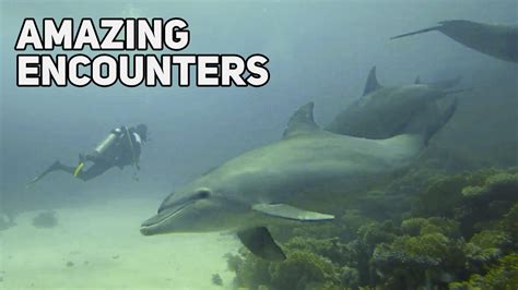 Amazing Marine Life Encounters Youtube