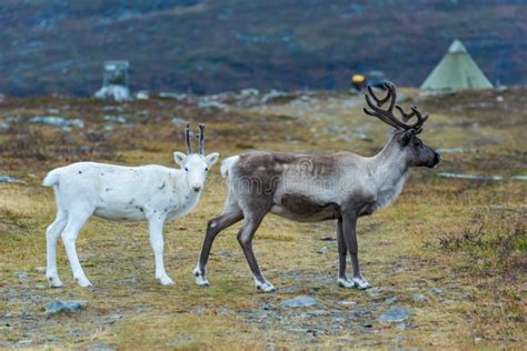 Two Reindeer Brown And White Stock Image Image Of Time Close 103231971