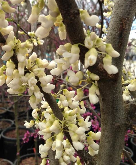 Cercis Canadensis Royal White Royal White Redbud From Colesville Nursery