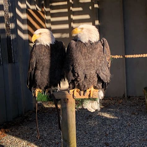 the two beautiful female bald eagles i care for at work birdsofprey