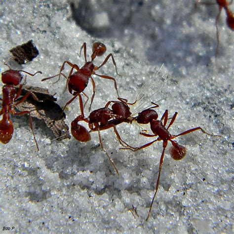 Harvester Ant Wikipedia