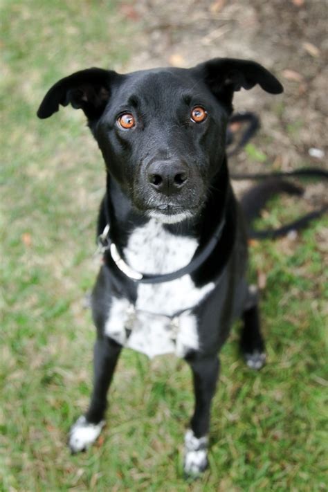 Black lab with white chest temperament What Part of Your Dog's Appearance Do You Love Most?