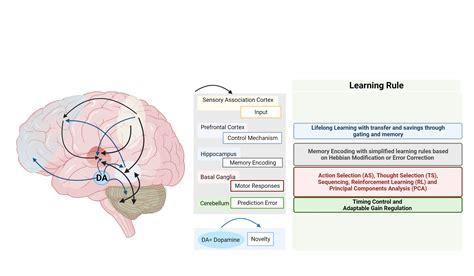 A Neurobiological Model To Better Understand Creative Processes