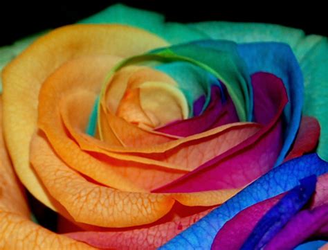 Rainbow Rose By Wildlotus On Deviantart