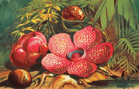 Maybe you would like to learn more about one of these? Mengenal Bunga Rafflesia Arnoldii - Ulya Days