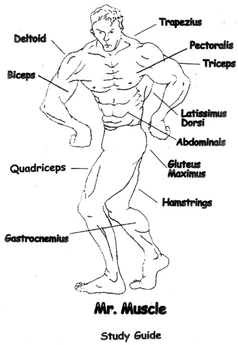 Muscle Anatomy Worksheets