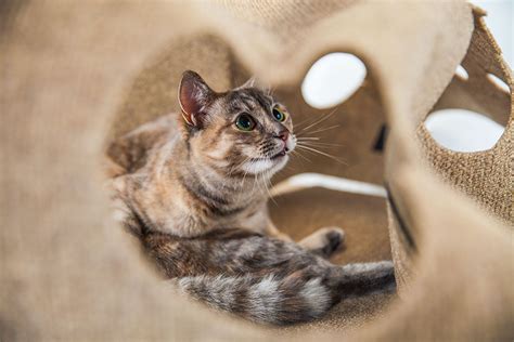 The 8 Best Interactive Cat Toys To Buy In 2018