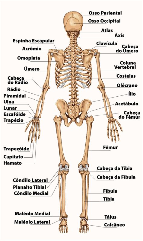 Desenhos De Ossos Do Corpo Humano