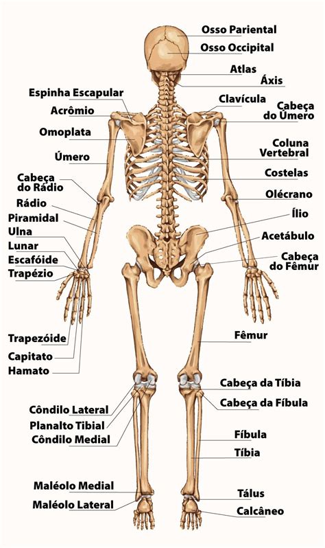 Esqueleto o que é anatomia ossos e função Enciclopédia Significados