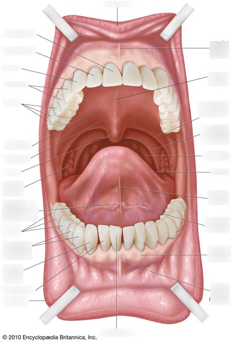 Oral Cavity Anatomy Diagram Quizlet
