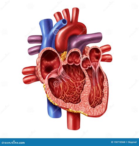 Anatomia Interna Do Coração Humano Ilustração Stock Ilustração De