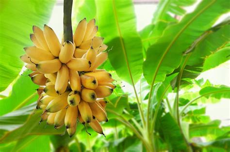 I planted banana plants (gifted by my neighbor who harvests bananas ever 6 to eight months) in my backyard. Where Do Bananas Grow? » Top Facts