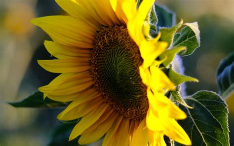 Download Wallpaper 3840x2400 Sunflower Petals Flower Yellow Summer
