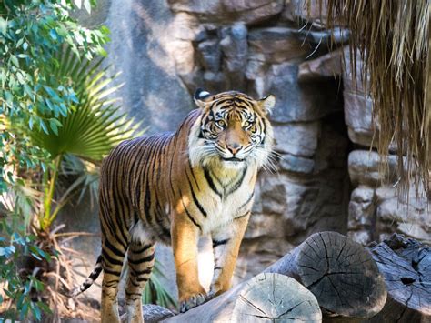Fun Facts About Siberian Tigers Are Siberian Tigers White
