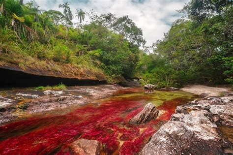 Caño Cristales Colombia The 8th Wonder Of The World Palenque Tours