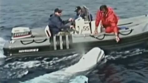 A Whale With Words Orca Mimics Human Speech