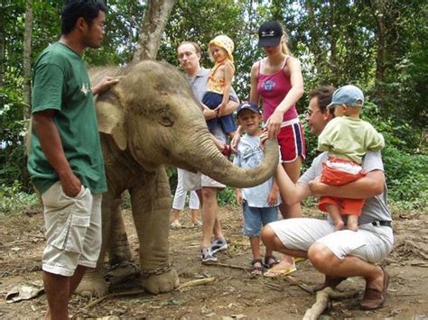 Kuala lumpur elephant sanctuary, few chinese know about it, most of them are foreigners, and a small number of malays, there are more why is this called a sanctuary? Kuala Gandah Elephant Sanctuary | Think