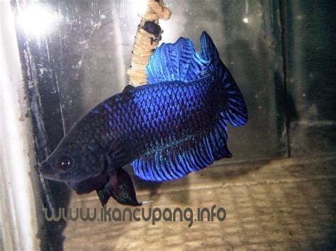 Jenis Ikan Cupang Biru Mengulik Banten