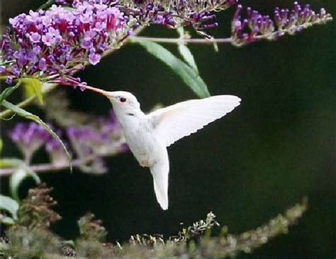 Shangralas Albino Hummingbird