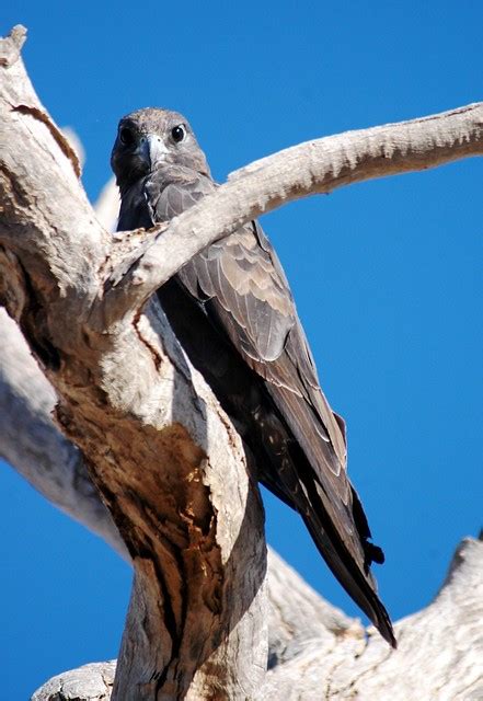 Bonanza Bird 20 Black Falcon In Birds Of Prey Birdorable Bonanza