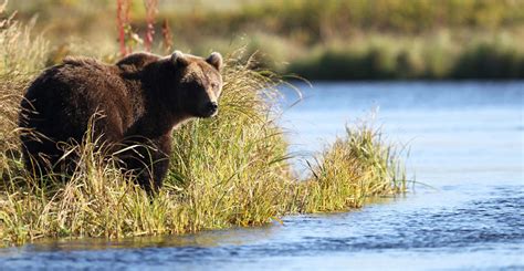 Brown Bears Alaska Walrus And Wildlife Tours