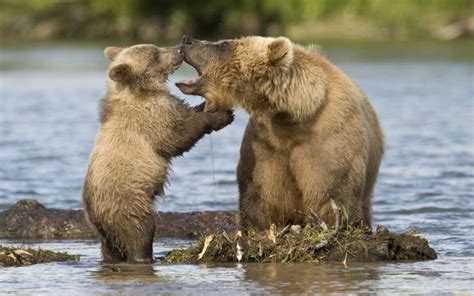 Adorable Animal Mom And Baby Photos Animals