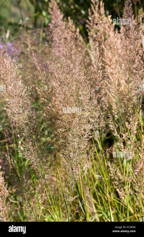 Korean Feather Grass Calamagrostis Brachytricha Hi Res Stock