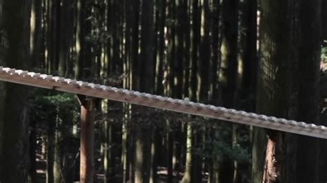 Giant Xylophone Plays Bach In Japanese Forest Trill Mag