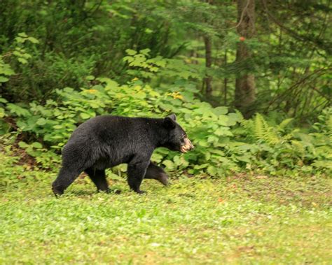 7 Facts About Black Bears Parks Blog