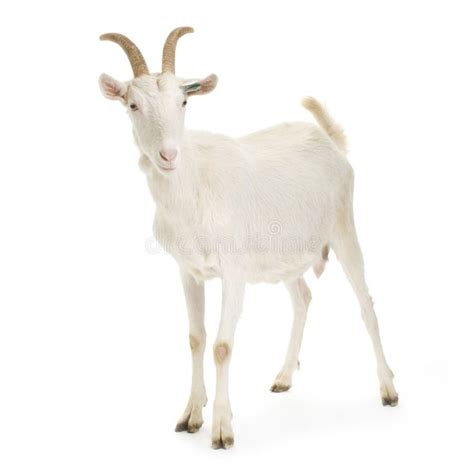 Goat Standing Up Isolated On A White Background Affiliate