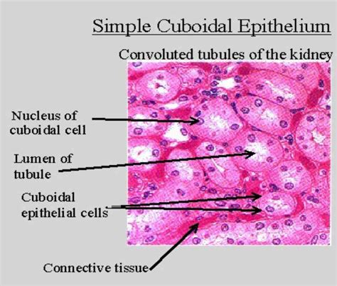 Epithelial Tissues And Their Functions Anatomy Medicinebtg Com