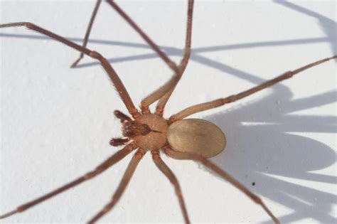 Brown Recluse Control | How to Get Rid of Spiders | Rose Pest Solutions