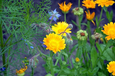 Orange Flowers Free Stock Photo Public Domain Pictures