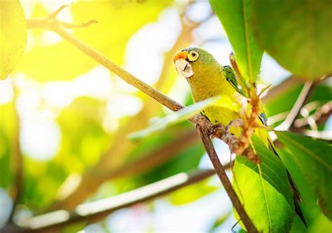 Premium Photo Aratinga Funschi Portrait Of Light Green Parrot With