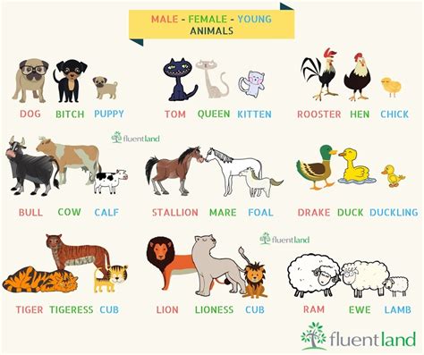 Click On Animal Names By Gender And Age