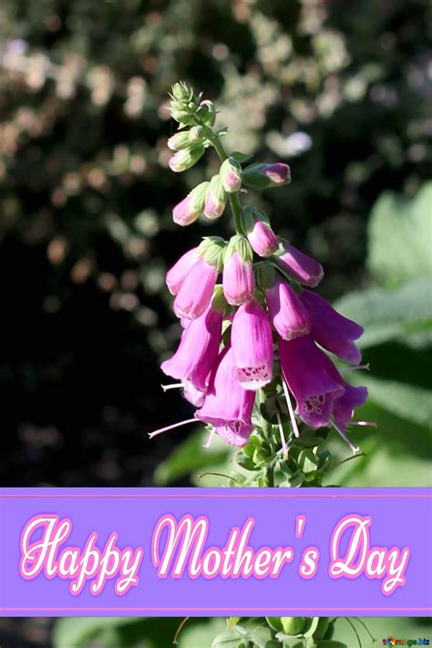 Download Free Picture Foxglove Flower Red Pretty Lettering Happy