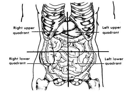 Nurses Death Notes Organs In The Body Quadrants And Regions
