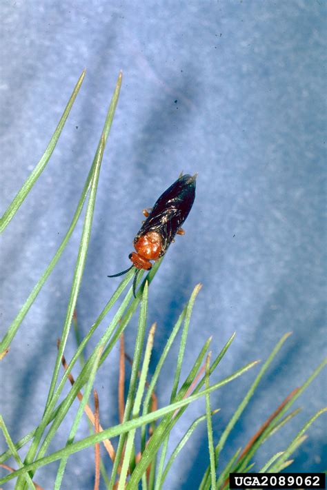 Redheaded Pine Sawfly Neodiprion Lecontei Hymenoptera Diprionidae