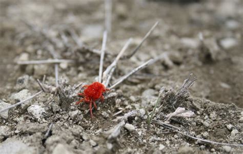 These will bite humans and even transmit some diseases. How to Get Rid of the Little Red Spider Mites on Concrete ...