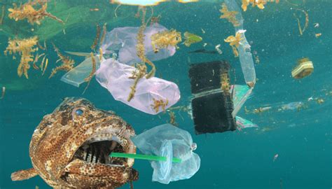 What Is The Pacific Ocean Garbage Patch