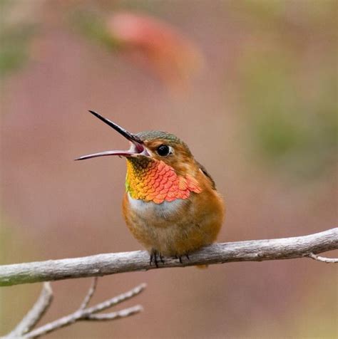 Owls are birds of prey and hunt and eat small mammals as well as snakes, frogs and insects. Allen's Hummingbird | The Audubon Birds & Climate Change ...