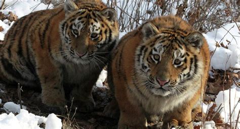 Russias Siberian Tigers Back From Brink Of Extinction