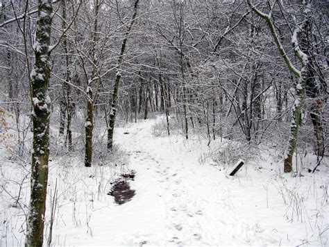 Winter Trail Snow Forest Forest Trails Free Nature Pictures By