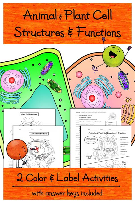 Maybe you would like to learn more about one of these? Animal and Plant Cell Structures and Functions - 2 ...