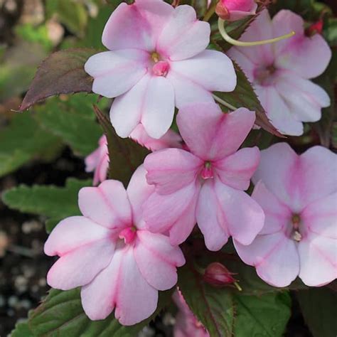 Sunpatiens 125 Qt Compact Blush Pink Sunpatiens Impatiens Outdoor